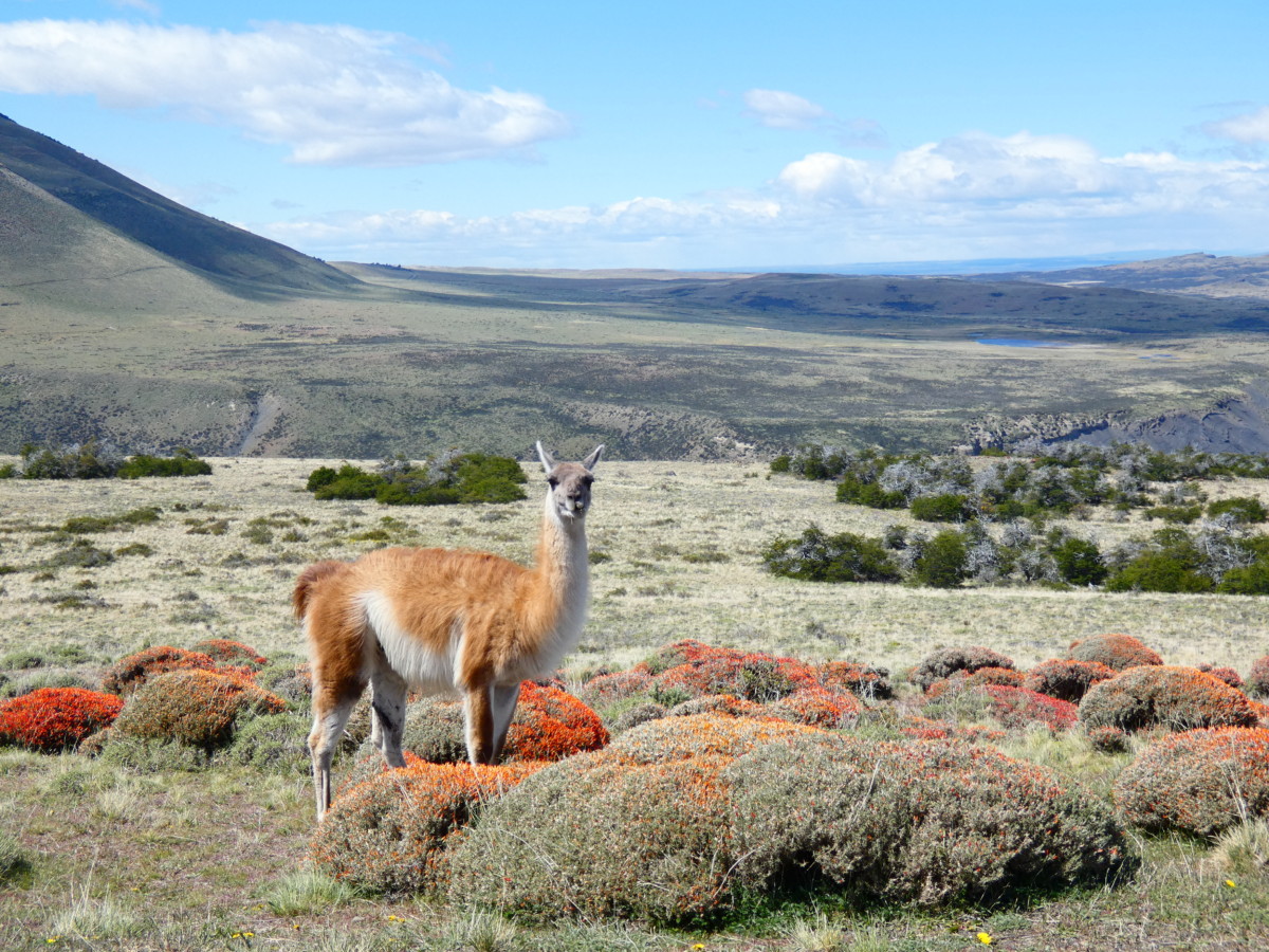 Where are all the Torres Del Paine Animals At and What Animals Will You