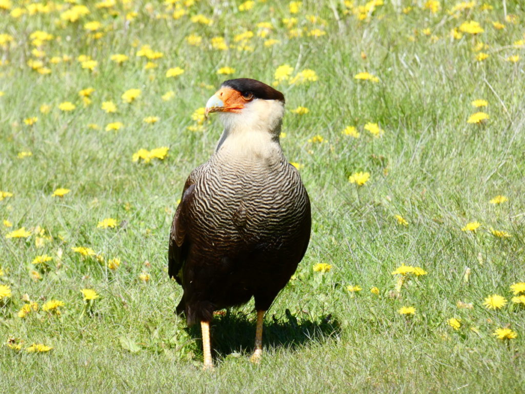 Where are all the Torres Del Paine Animals At and What Animals Will You