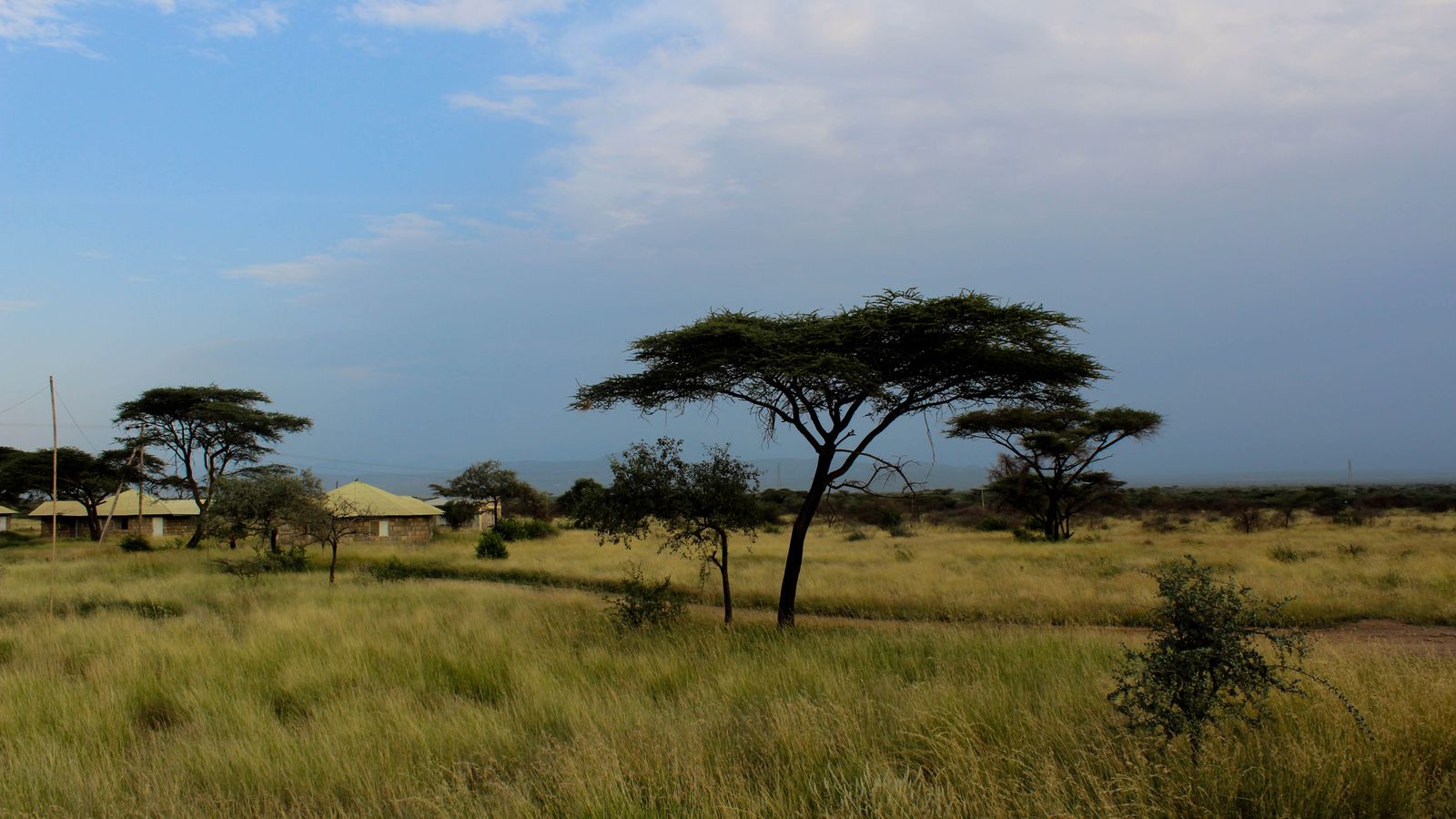 Grassy rural landscape with acacia trees under a cloudy sky in Ethiopia