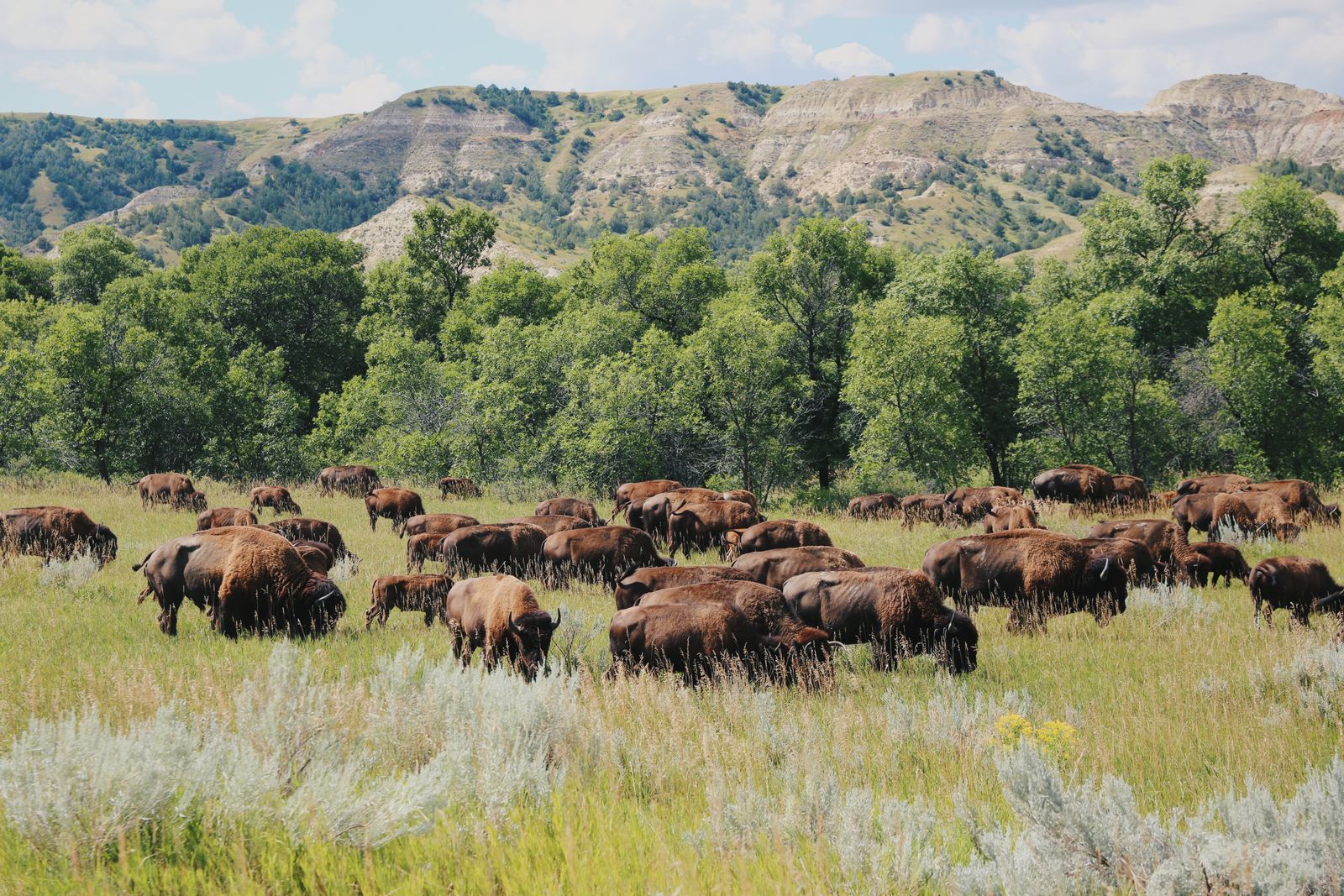A bison herd grazes in front of badlands buttes at Theodore Roosevelt National Park.