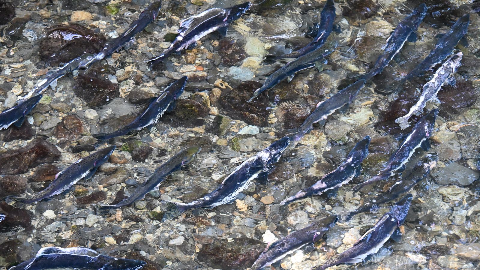 Salmon in a clear shallow stream
