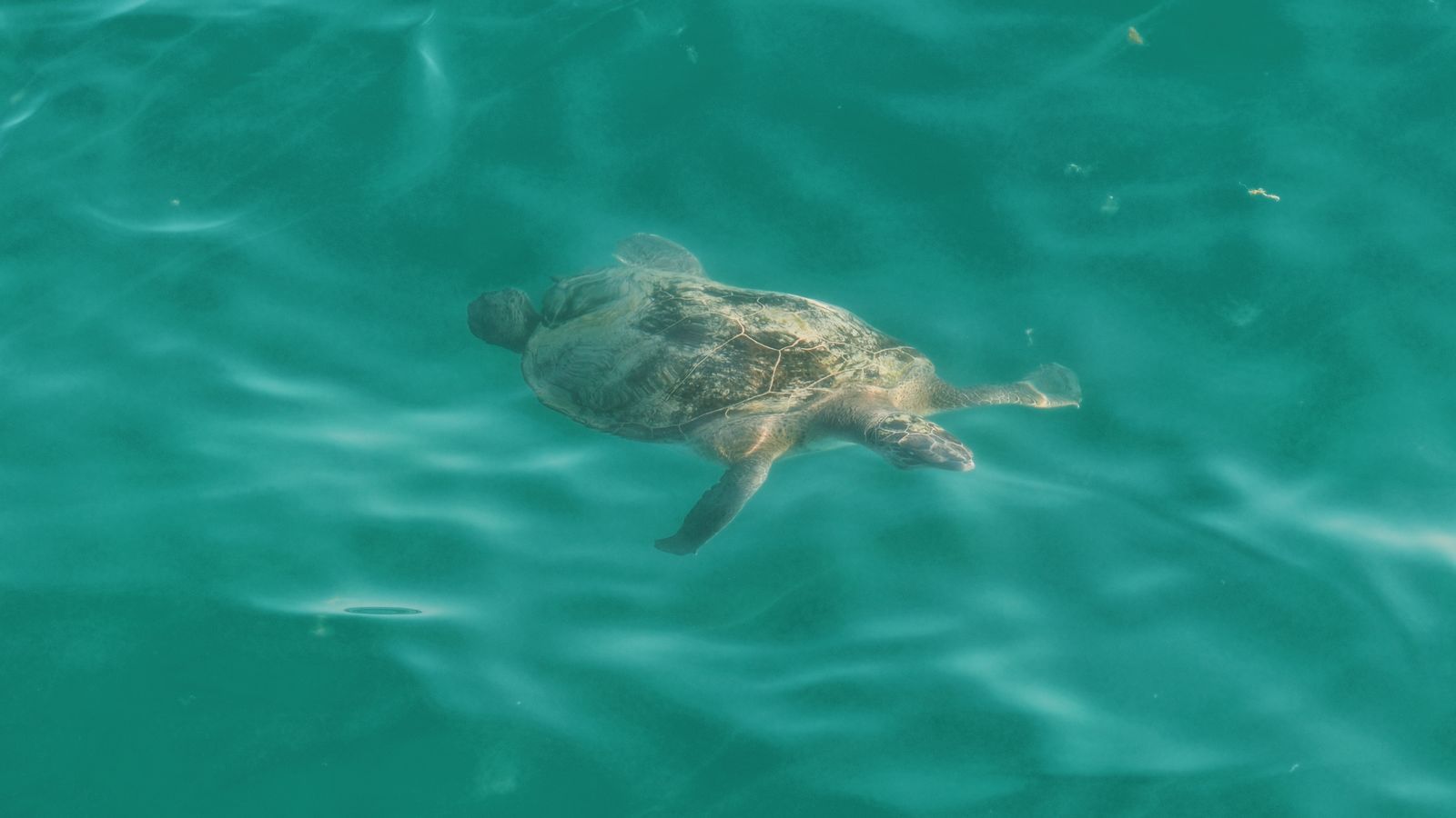 A sea turtle swimming in clear turquoise water.