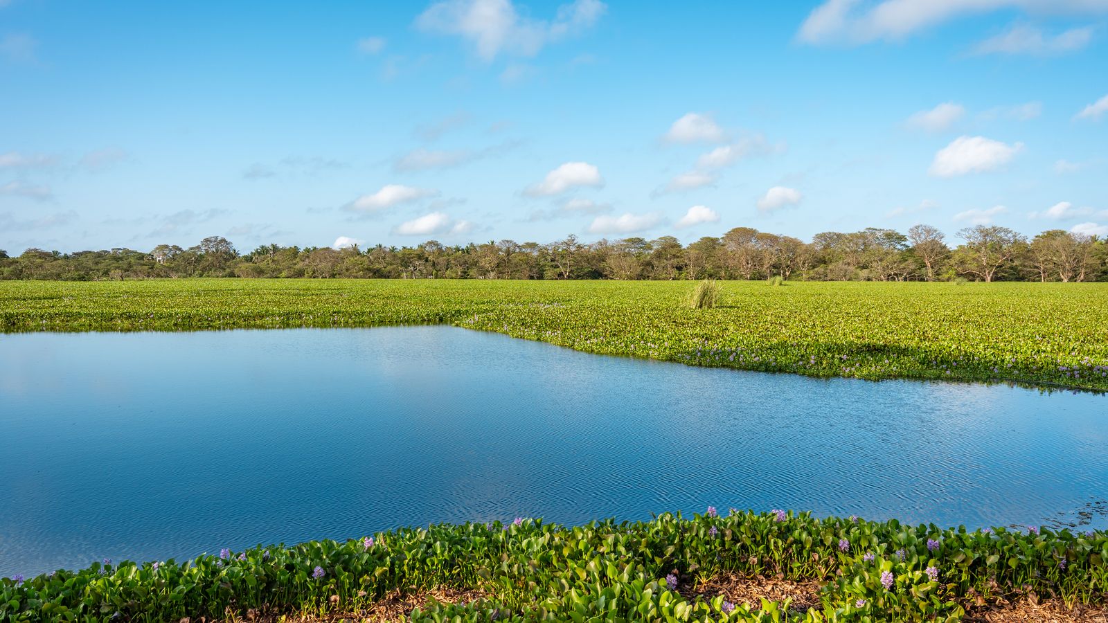 Wetland water and floating plants in Vavuniya, northern Sri Lanka.
