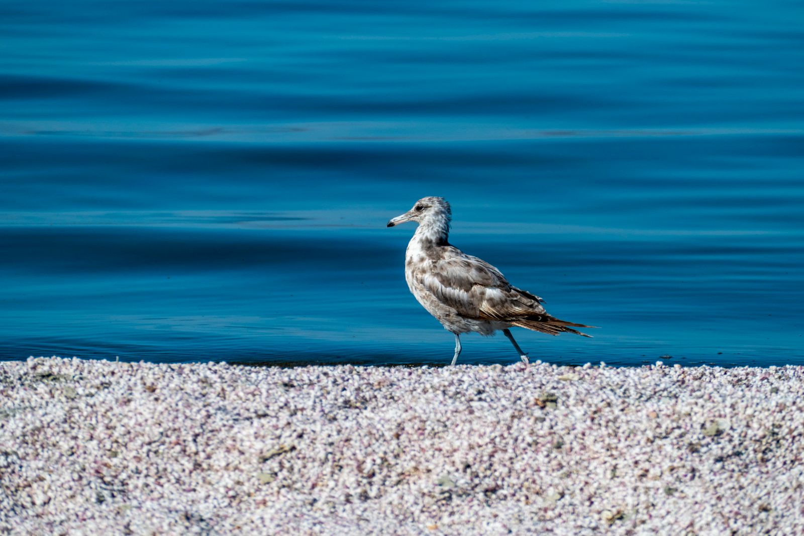 A gull walks the shell-covered shore of the Salton Sea in California.