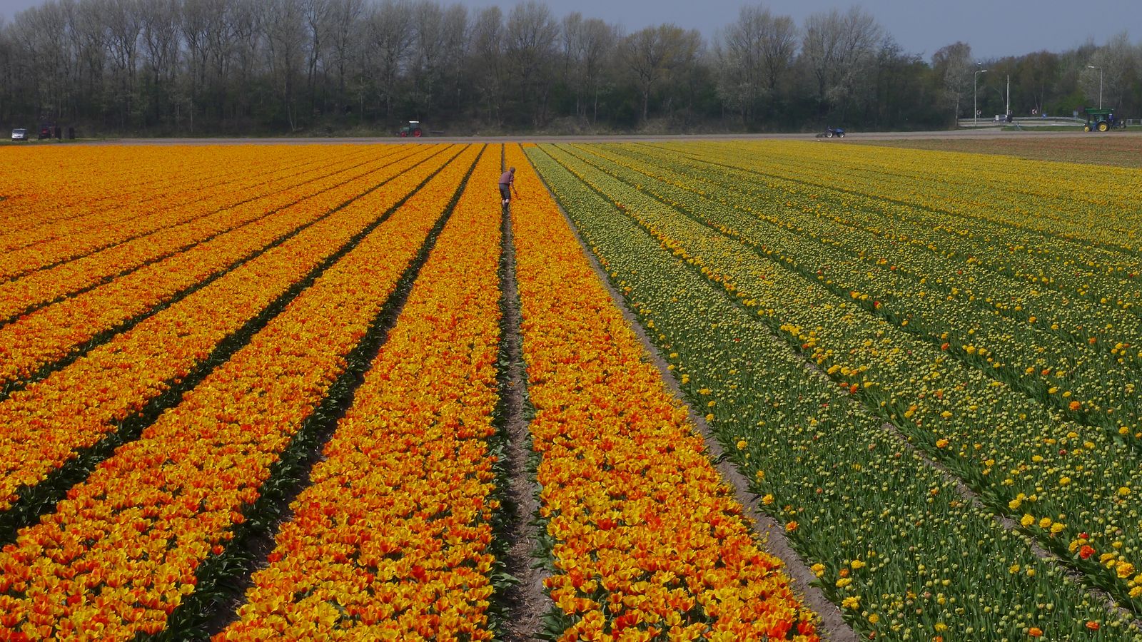 Rows of orange tulips beside yellow blooms in a flower field