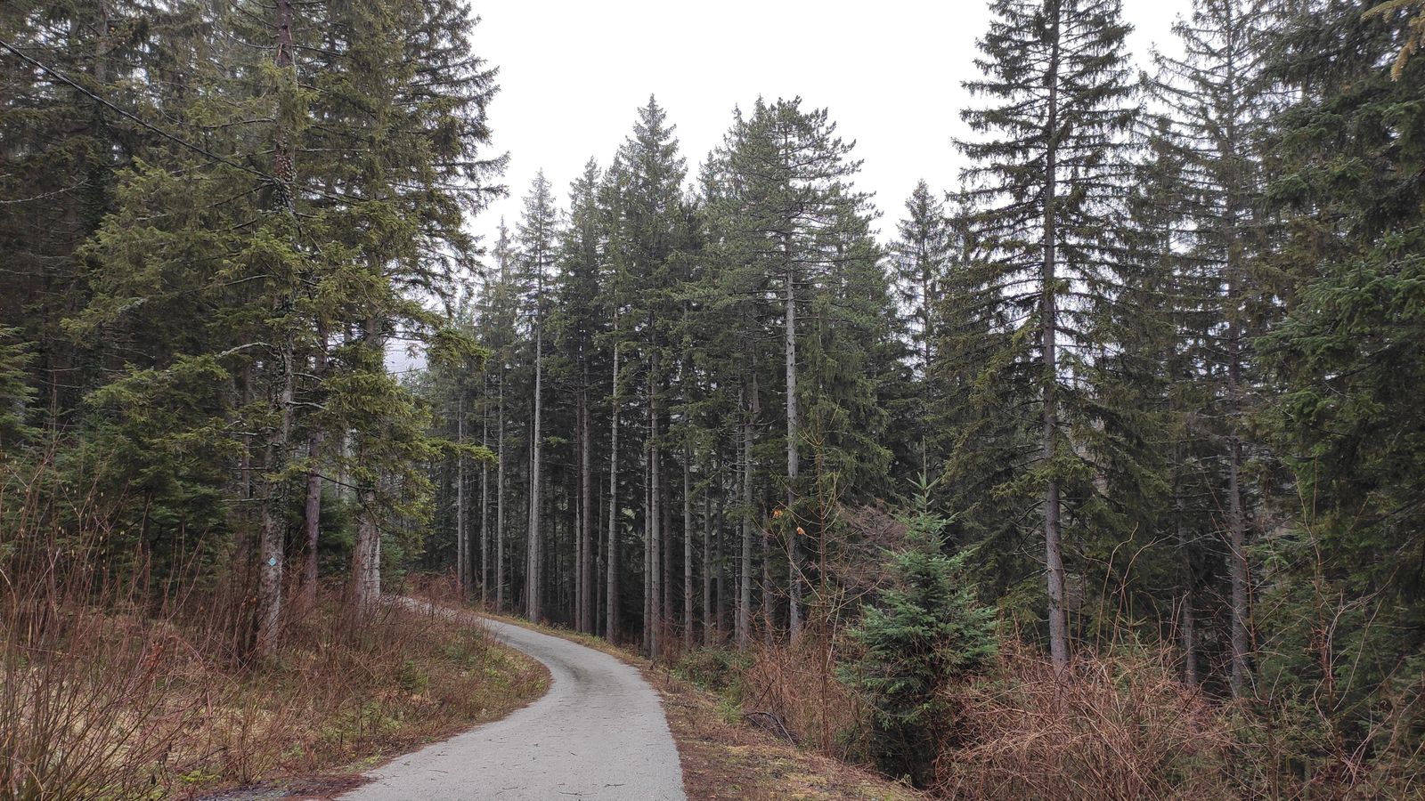 A narrow road through spruce forest on Trebevic mountain near Sarajevo.