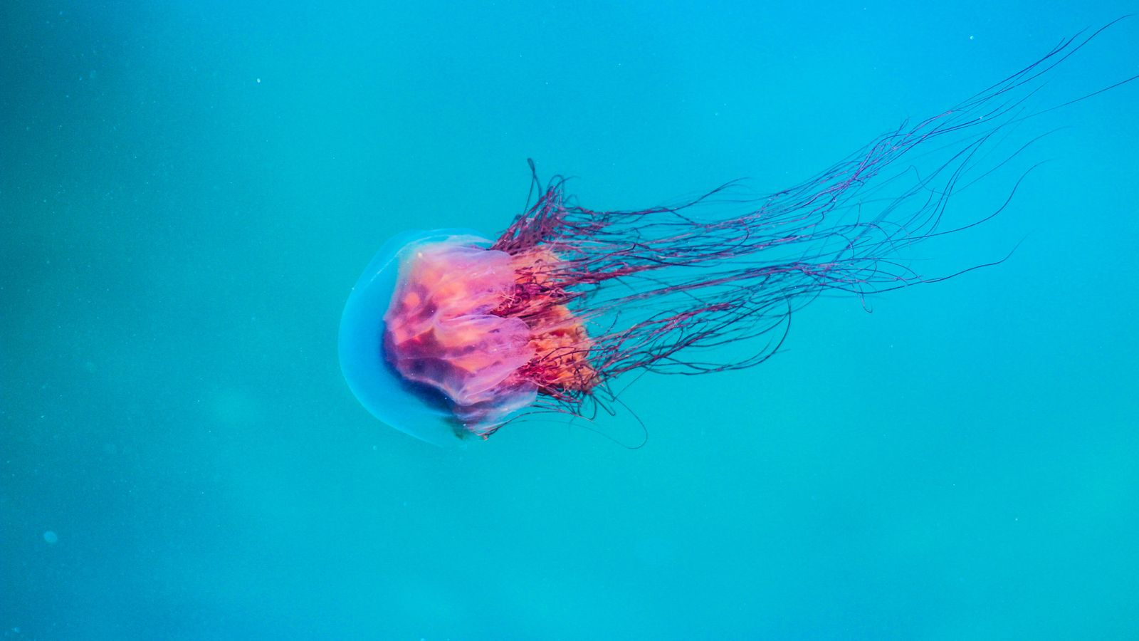 A single jellyfish with long tentacles in blue water.