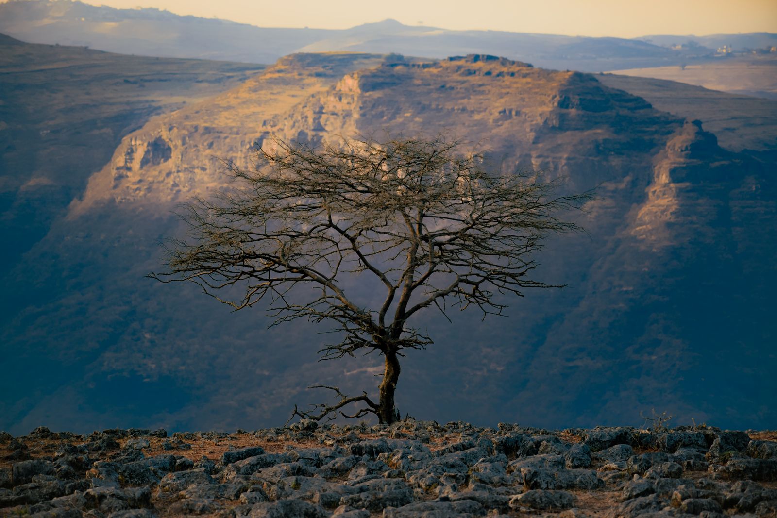 Lone tree on a dramatic Ethiopian mountain landscape
