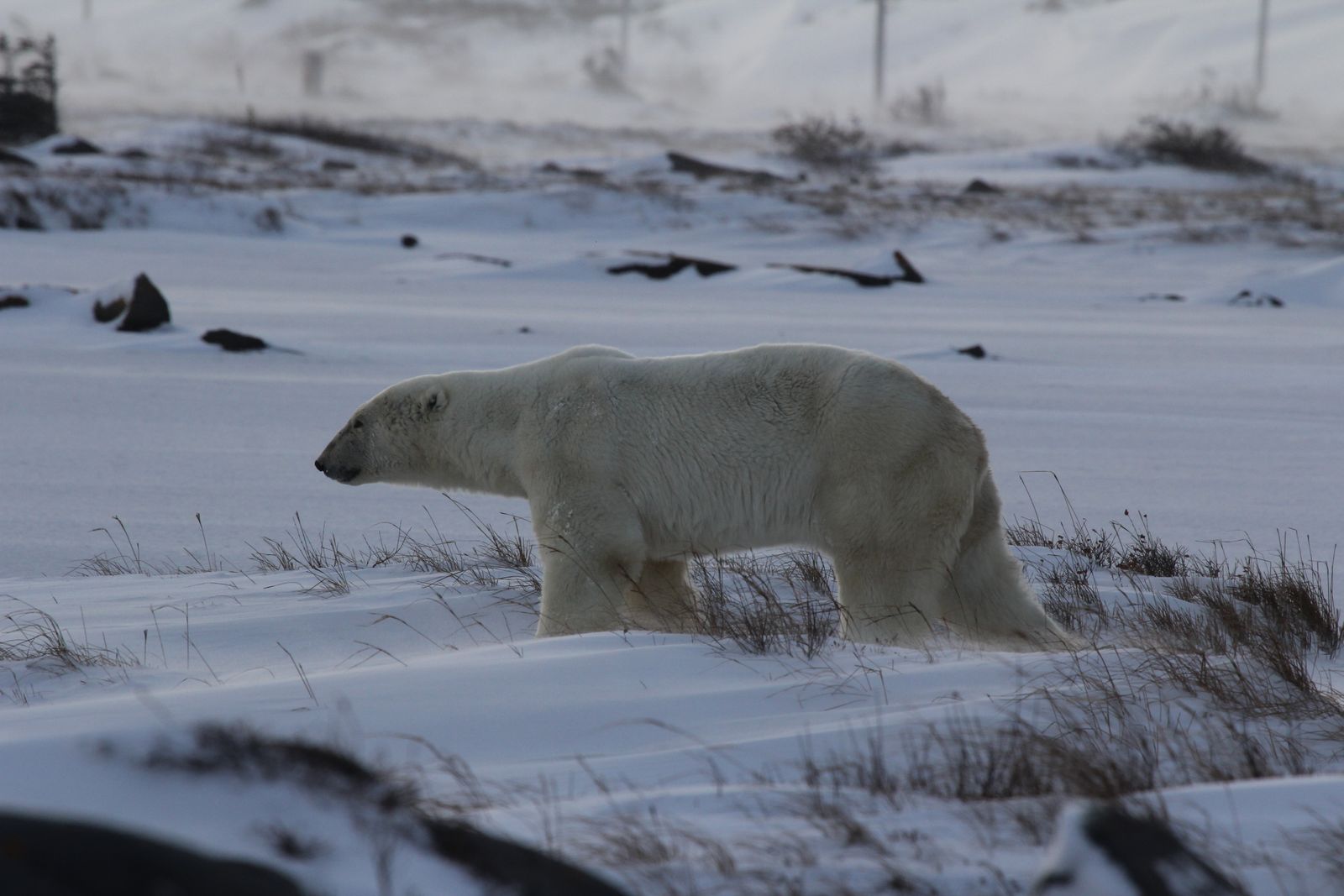 Snowy polar bear in a winter landscape near Churchill